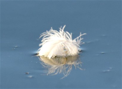 Waterfowl feather floating past on Green River Seedskadee NWR photo