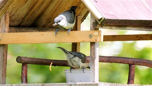 Hoppla! Mehlwürmer können auch fliegen?
