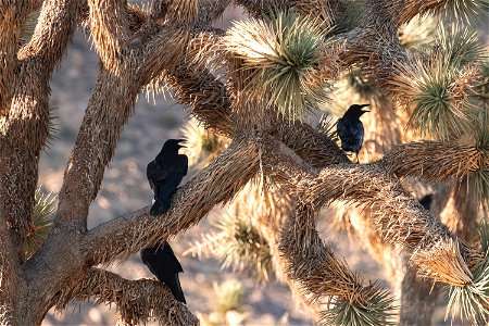 Ravens on Joshua trees photo