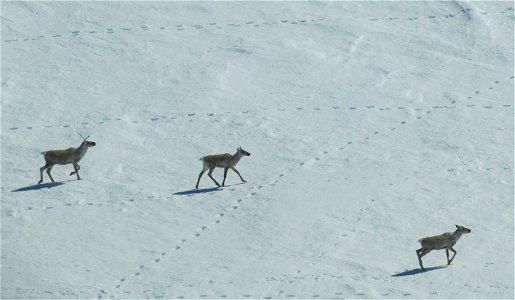 Caribou in Kilbuck Mountains photo
