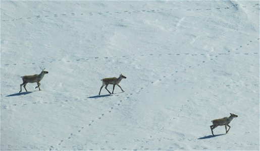 Caribou in Kilbuck Mountains