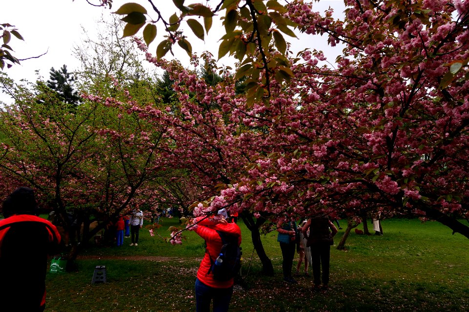 japanes_garden_rain_Herastrau (82)