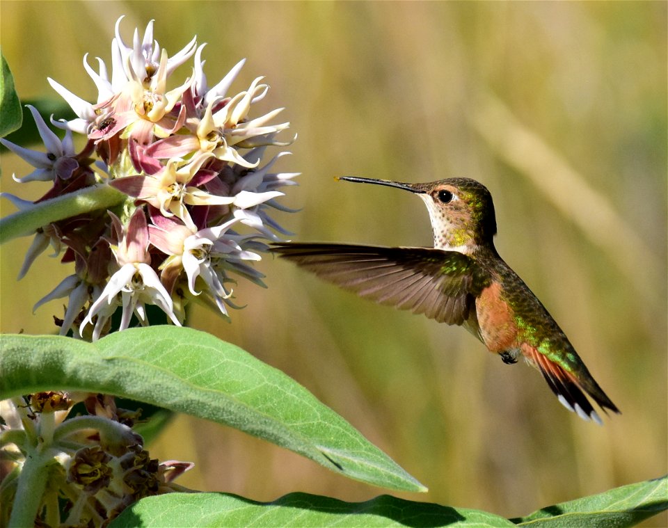 Rufous hummingbird at Seedskadee National Wildlife Refuge