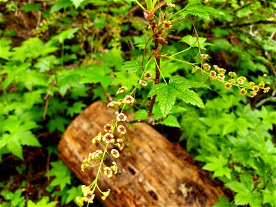 Stink currant along the Big Four Trail, Mt. Baker-Snoqualmie National Forest. Photo by Anne Vassar June 9, 2021. photo