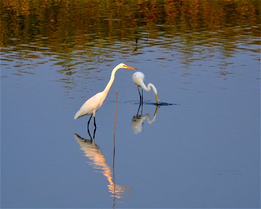 Great egrets photo