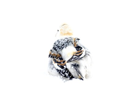 Snow bunting in the snow photo