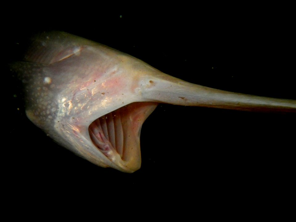 Juvenile Paddlefish