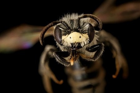 Andrena nothoscordi, m, face, Putnam, GA_2021-06-08-13.40.02 ZS PMax UDR-Recovered photo