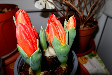 tulips_lalele-2023_0219_074629