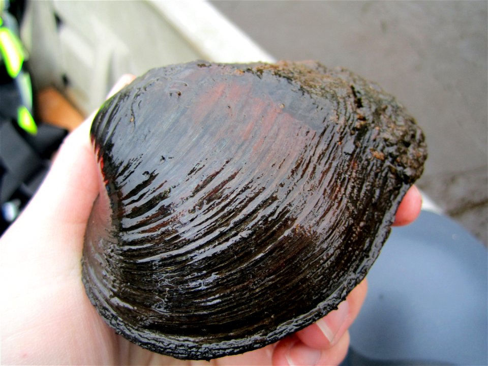 Wabash Pigtoe Mussel (Fusconaia flava)