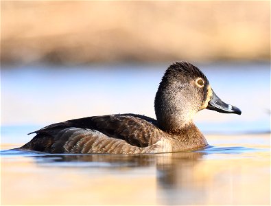 Ring-necked duck at Seedskadee National Wildlife Refuge Wyoming