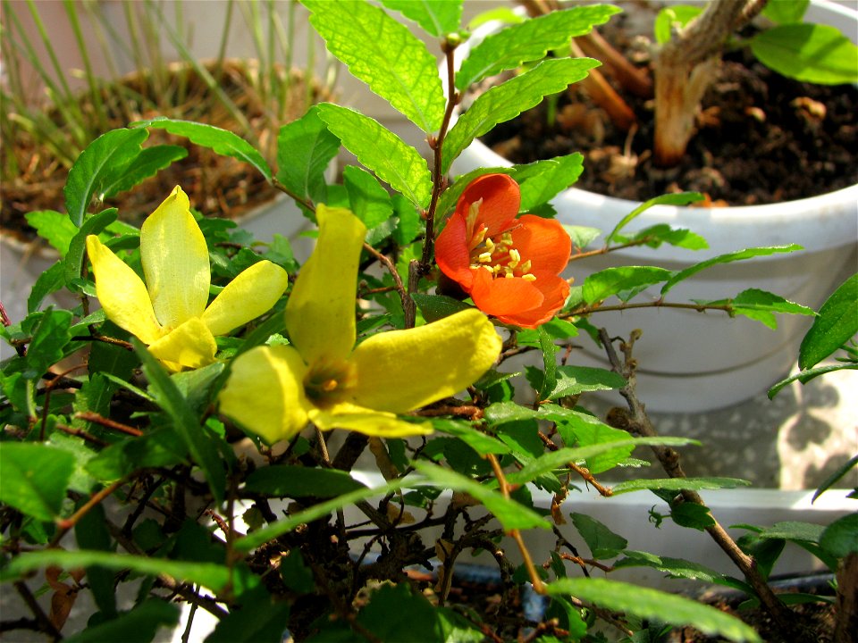 bonsai-super2009_0410_151239