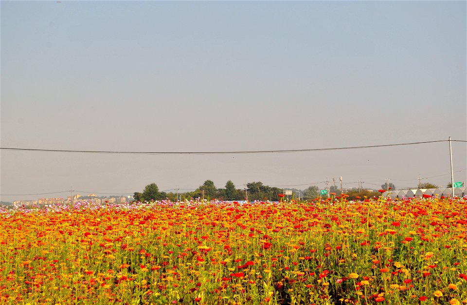 Cosmos Flowers