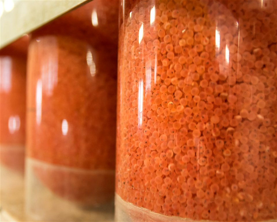 Rainbow Trout Eggs in Hatching Jar