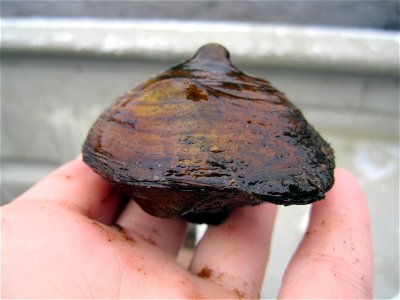 Threehorn Wartyback Mussel (Obliquaria reflexa) photo