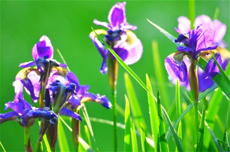 Blue flag iris photo