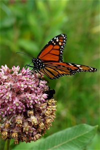 Monarch on Milkweed photo