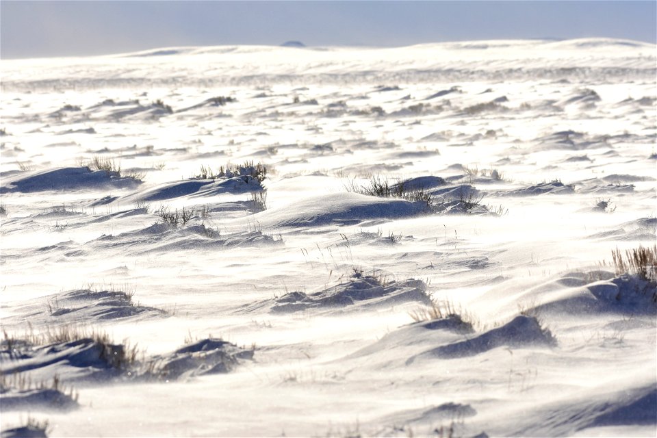 Sage steppe winter at Seedskadee NWR