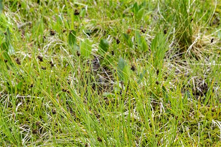 Carex illota photo
