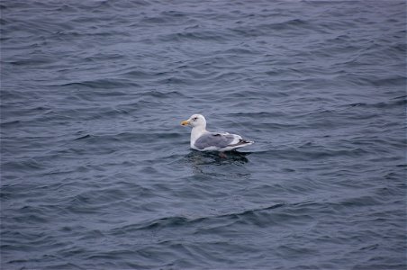 Glaucous-winged Gull photo