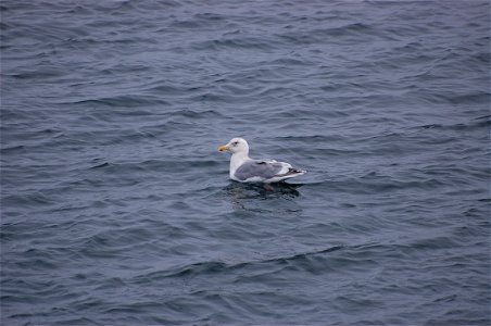 Glaucous-winged Gull