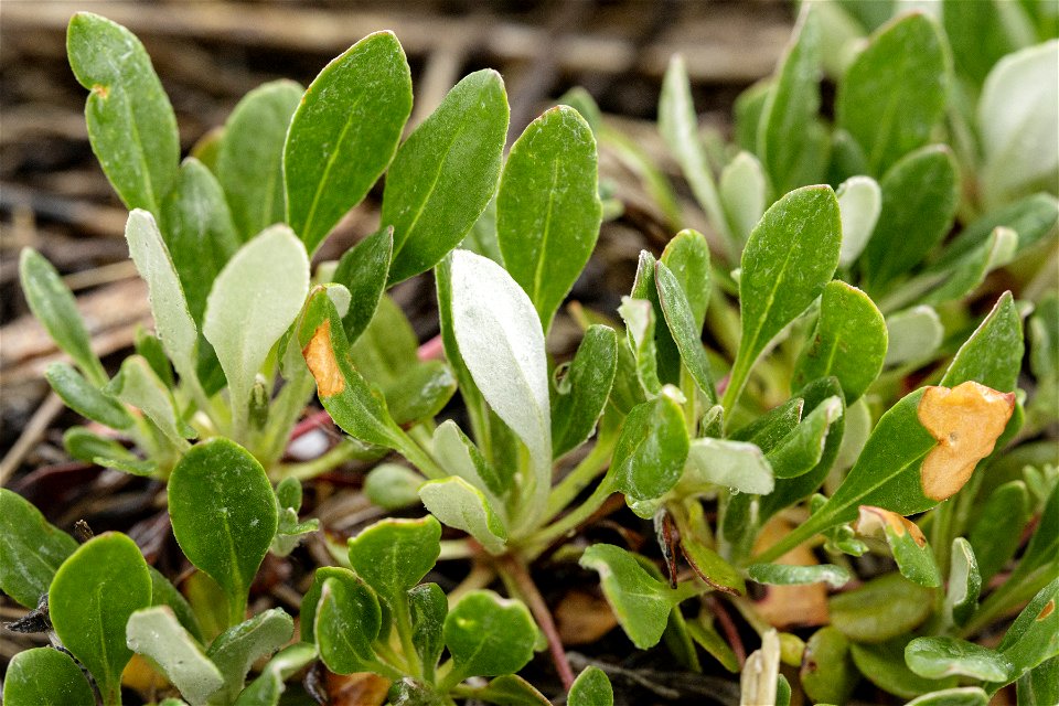 Eriogonum umbellatum var. majus