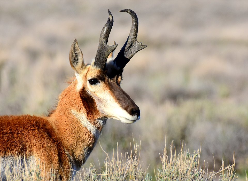 Pronghorn at Seedskadee National Wildlife Refuge