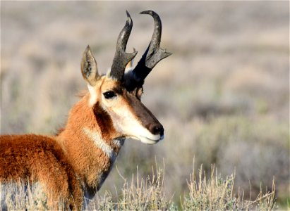 Pronghorn at Seedskadee National Wildlife Refuge