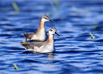 Wilson's phalarope at Seedskadee National Wildlife Refuge