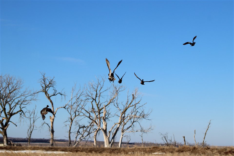 Northern Pintails Owens Bay Lake Andes National Wildlife Refuge South Dakota photo