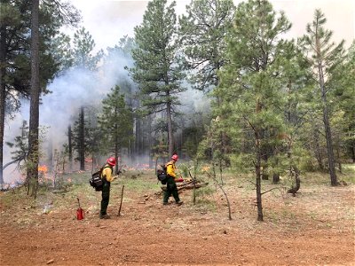 Burnout operations on Mooney Mountain, Volunteer Fire 6/2/23. photo