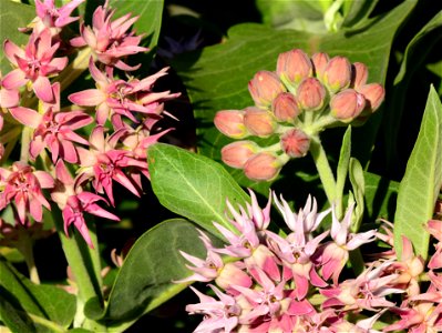 Showy milkweed (Aesclepias speciosa) at Seedskadee National Wildlife Refuge