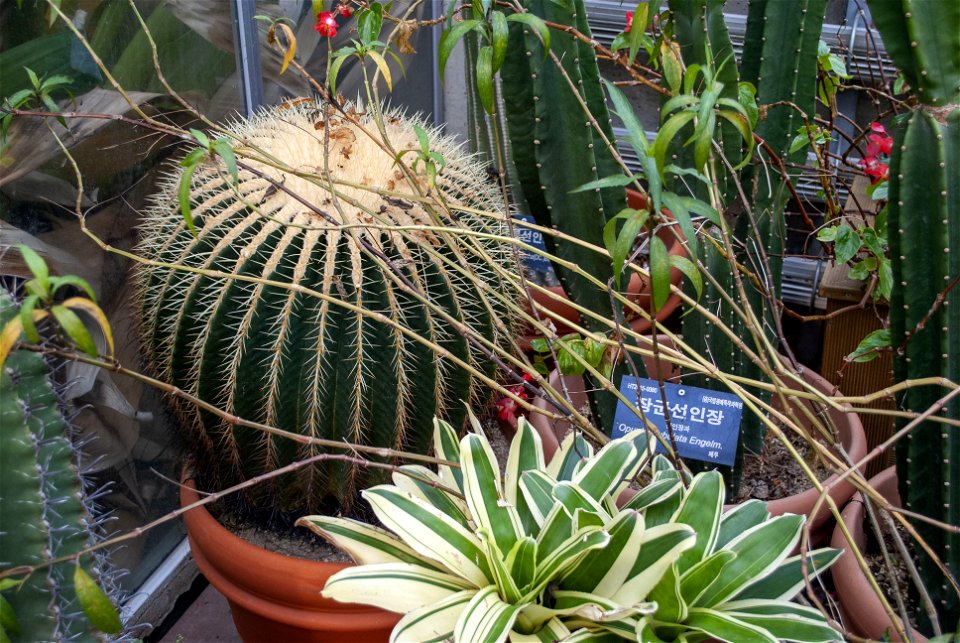 Hantaek Botanical Garden