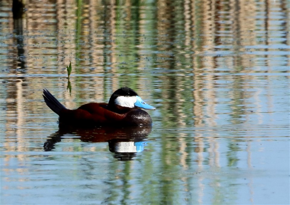 Male Ruddy Duck Huron Wetland Management District South Dakota