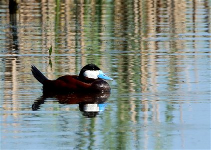 Male Ruddy Duck Huron Wetland Management District South Dakota photo