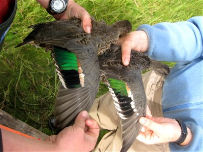 American Green-winged Teal pair