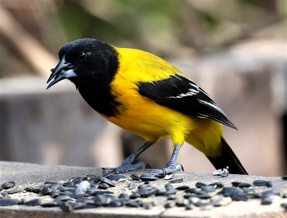 950 - AUDUBON'S ORIOLE (02-04-2023) national butterfly center, hidalgo co, tx -01