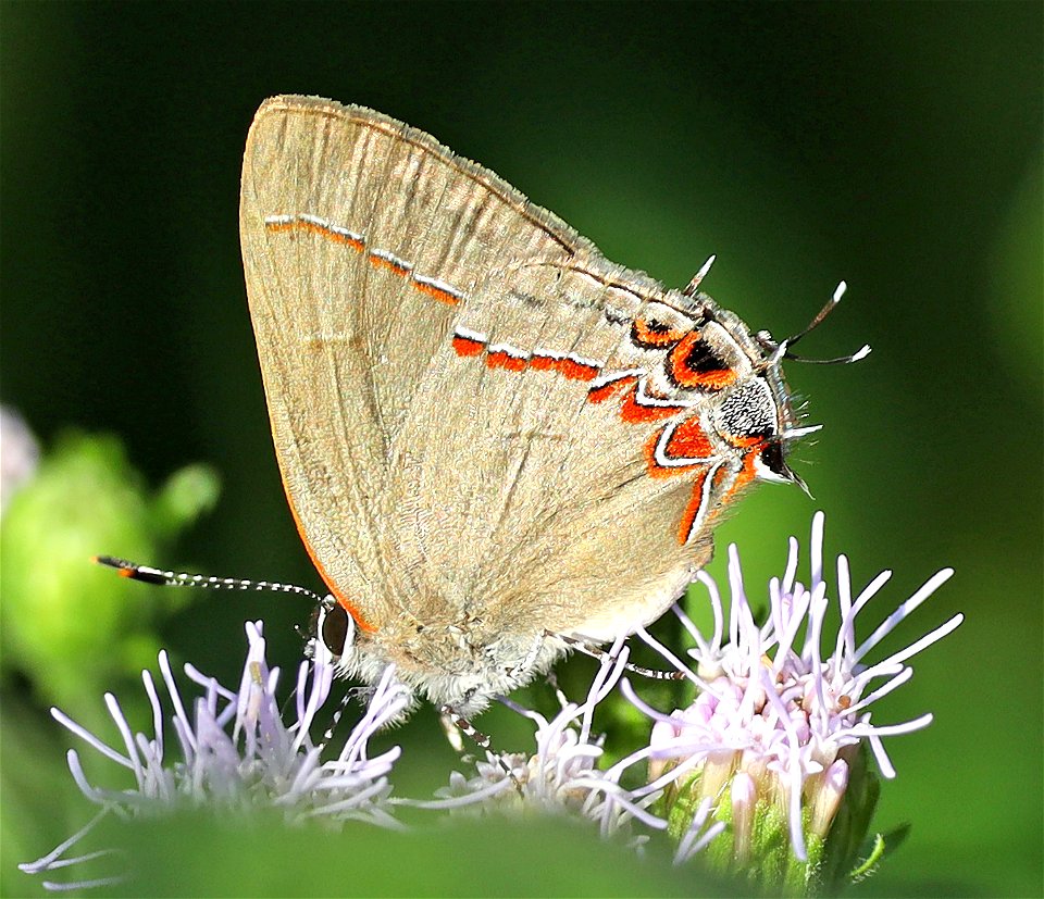HAIRSTREAK, DUSKY-BLUE (Calycopis cecrops) (12-30-2021) national butterfly center, mission, hidalgo co, tx -02
