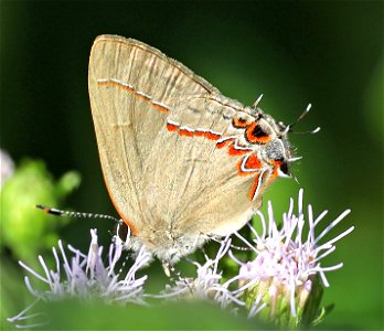 HAIRSTREAK, DUSKY-BLUE (Calycopis cecrops) (12-30-2021) national butterfly center, mission, hidalgo co, tx -02