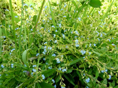 Myosotis sicula Guss., 1843