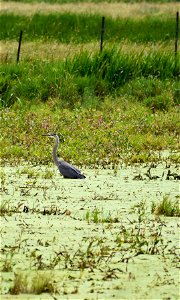 Great Blue Heron on Foster WPA Lake Andes Wetland Management District South Dakota photo