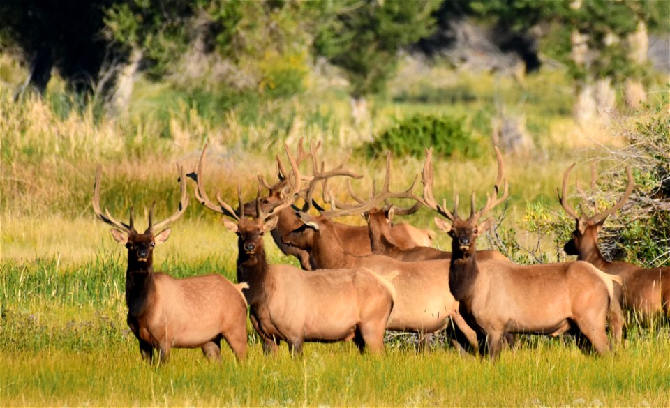 Elk at Seedskadee National Wildlife Refuge