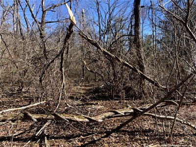 Downed trees on Pass Mountain Trail