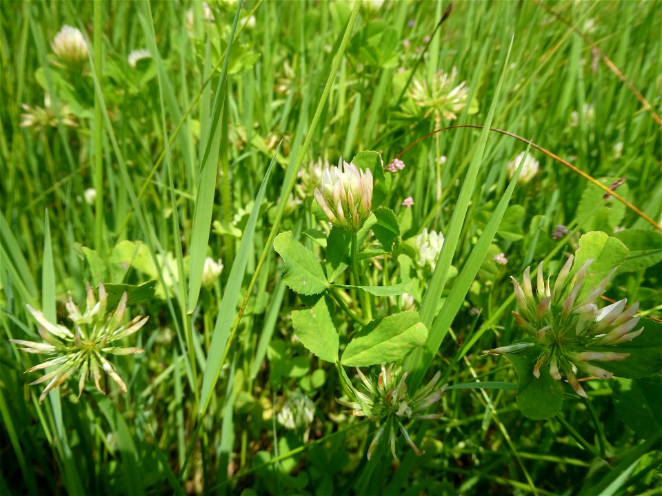 Trifolium michelianum Savi, 1798
