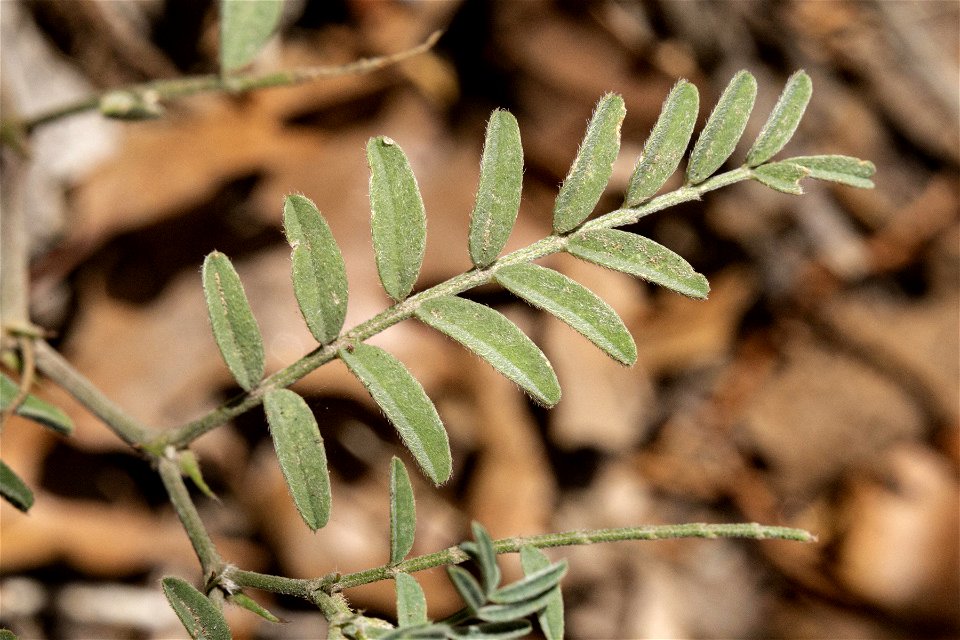Astragalus puniceus gertrudis