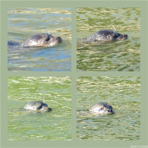 Seal River Medway Allington Lock