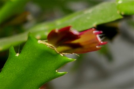 fabulous-foliage_2016_1005_064530