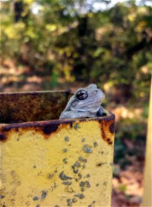 Tree Frog at Mingo National Wildlife Refuge photo