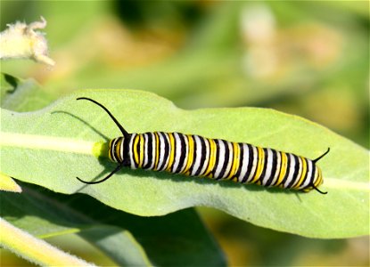 Monarch caterpillar at Seedskadee National Wildlife Refuge photo