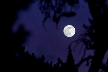 Moonrise through the trees